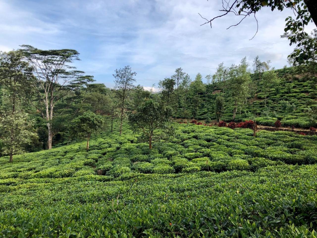 Hotel Parisons Plantation Experiences By Abad Mananthavady Esterno foto