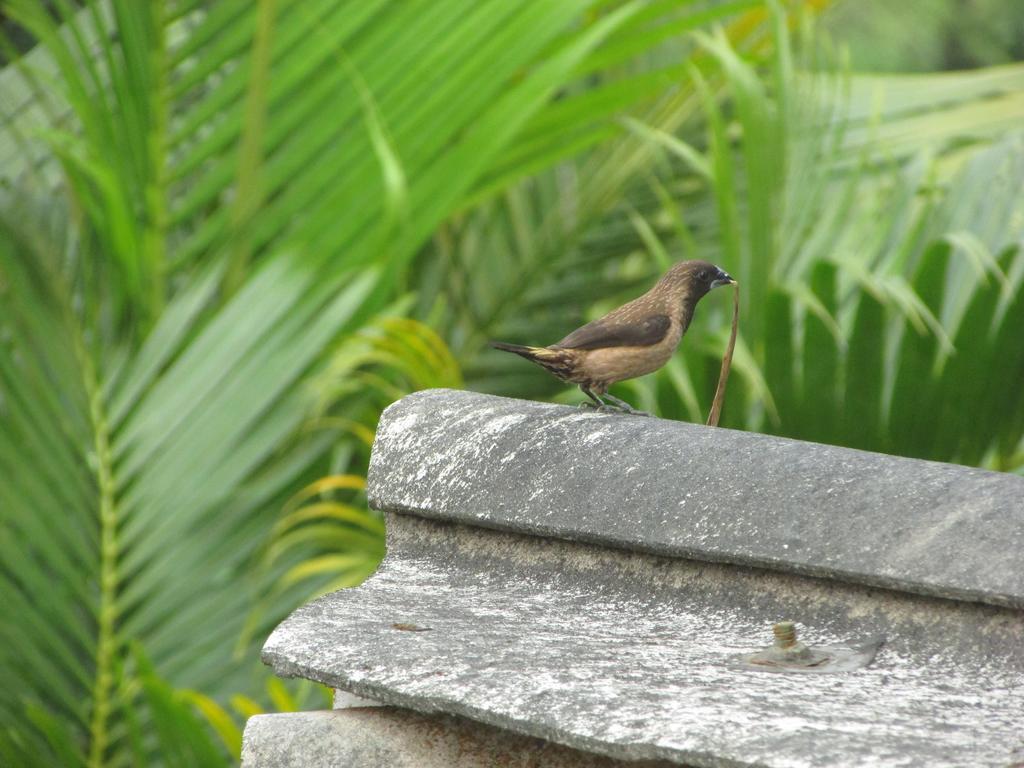 Hotel Parisons Plantation Experiences By Abad Mananthavady Esterno foto